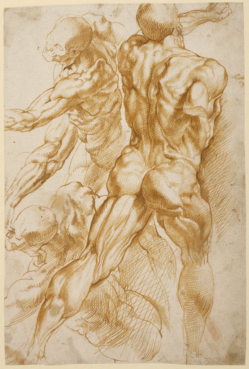 Anatomische studies door Peter Paul Rubens