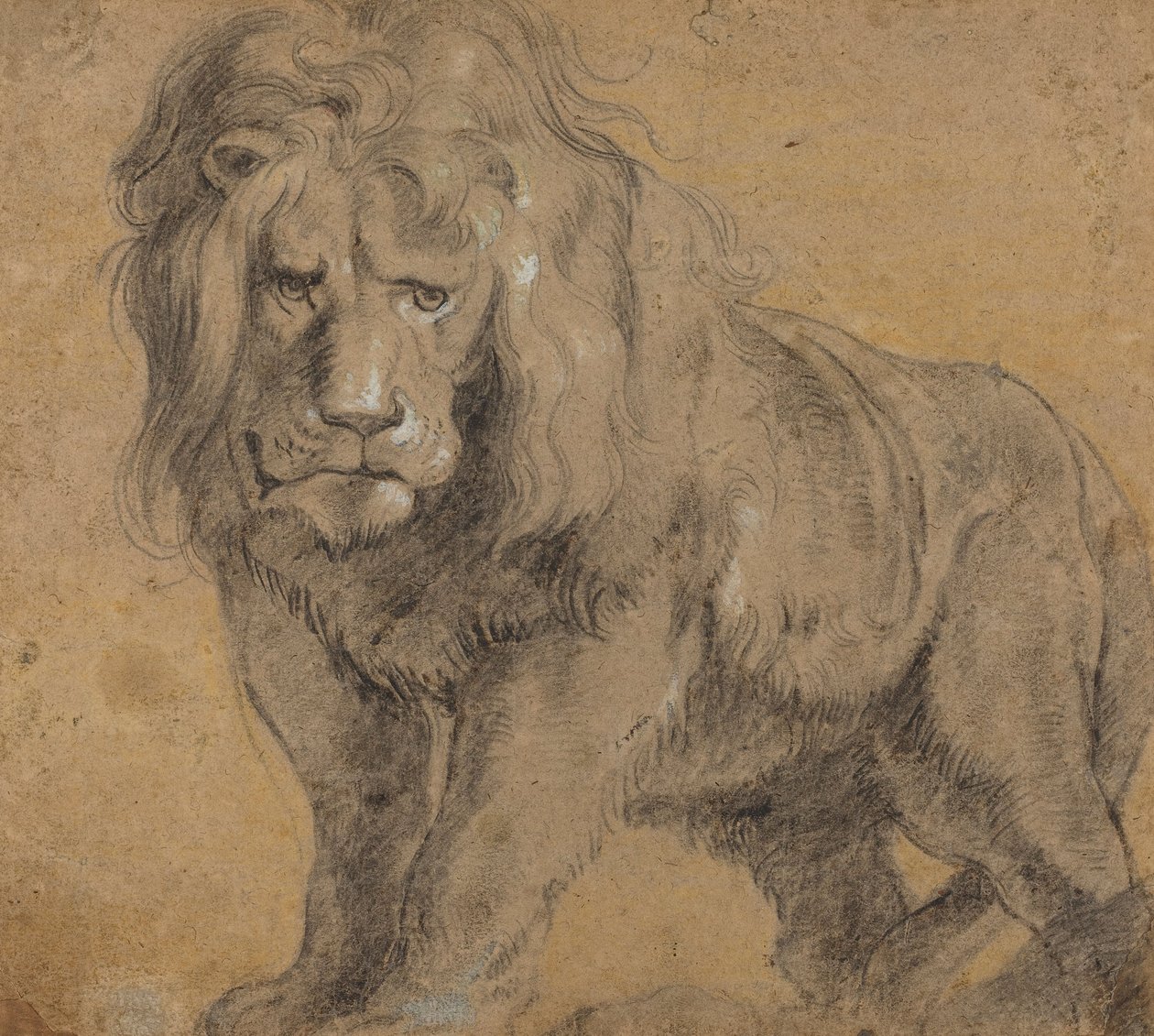 Leeuw, c.1612-13 door Peter Paul Rubens
