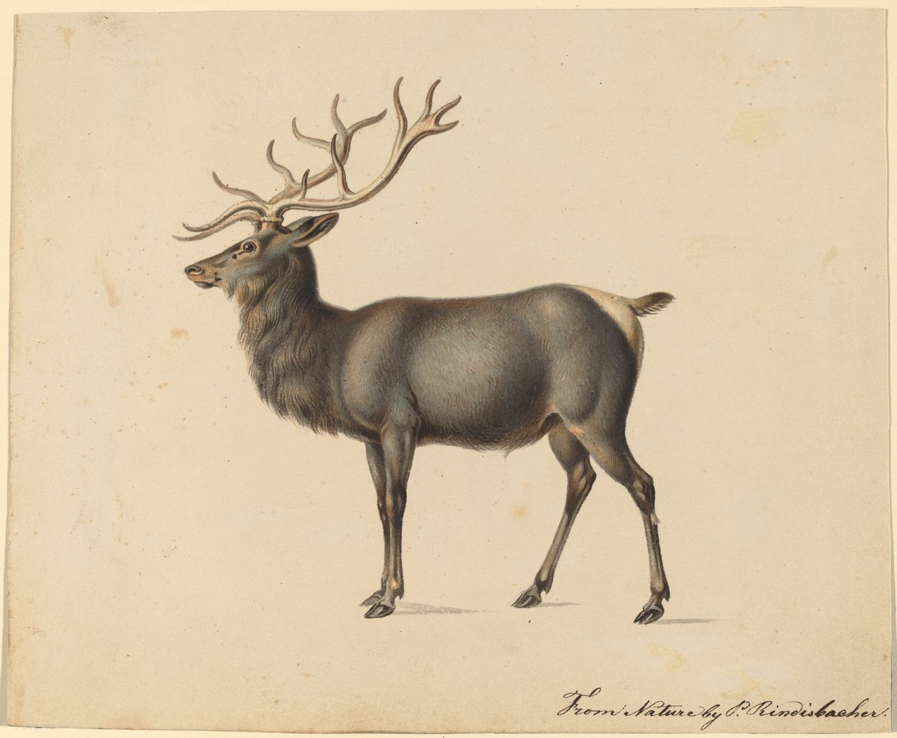 Europese eland door Peter Rindisbacher