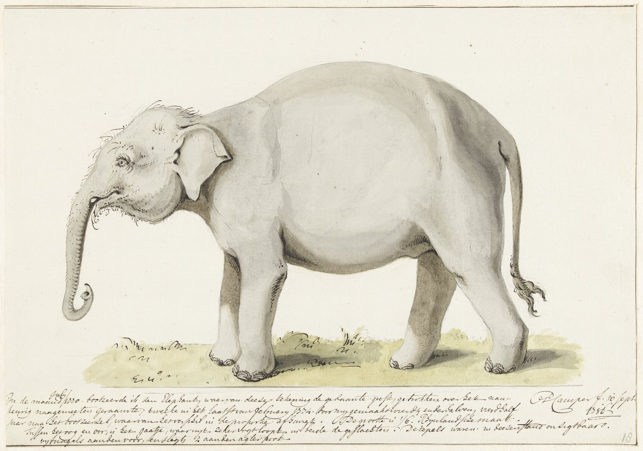 Staande olifant, naar links door Petrus Camper