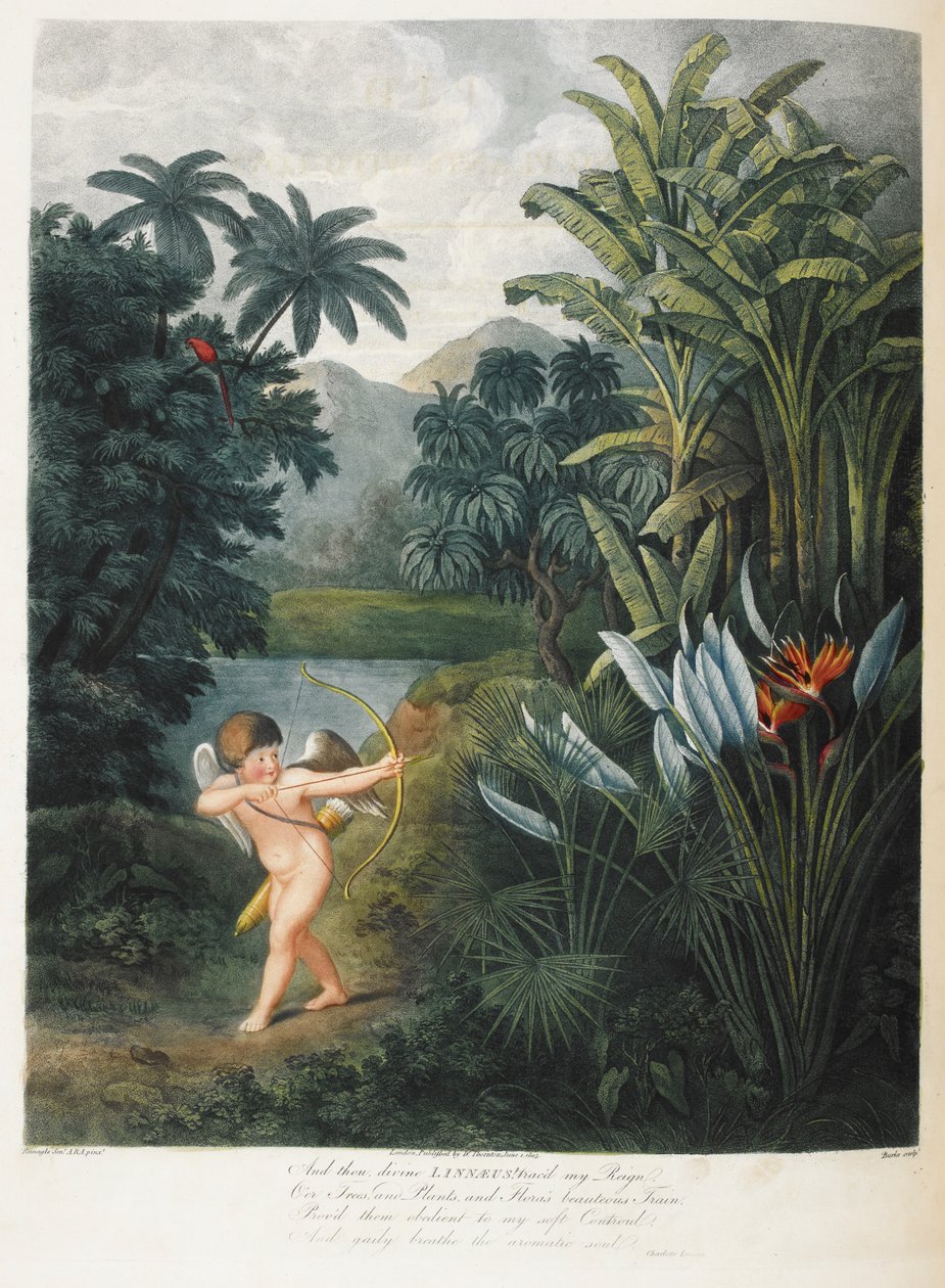 Cupido die planten inspireert met liefde door Philip (after) Reinagle