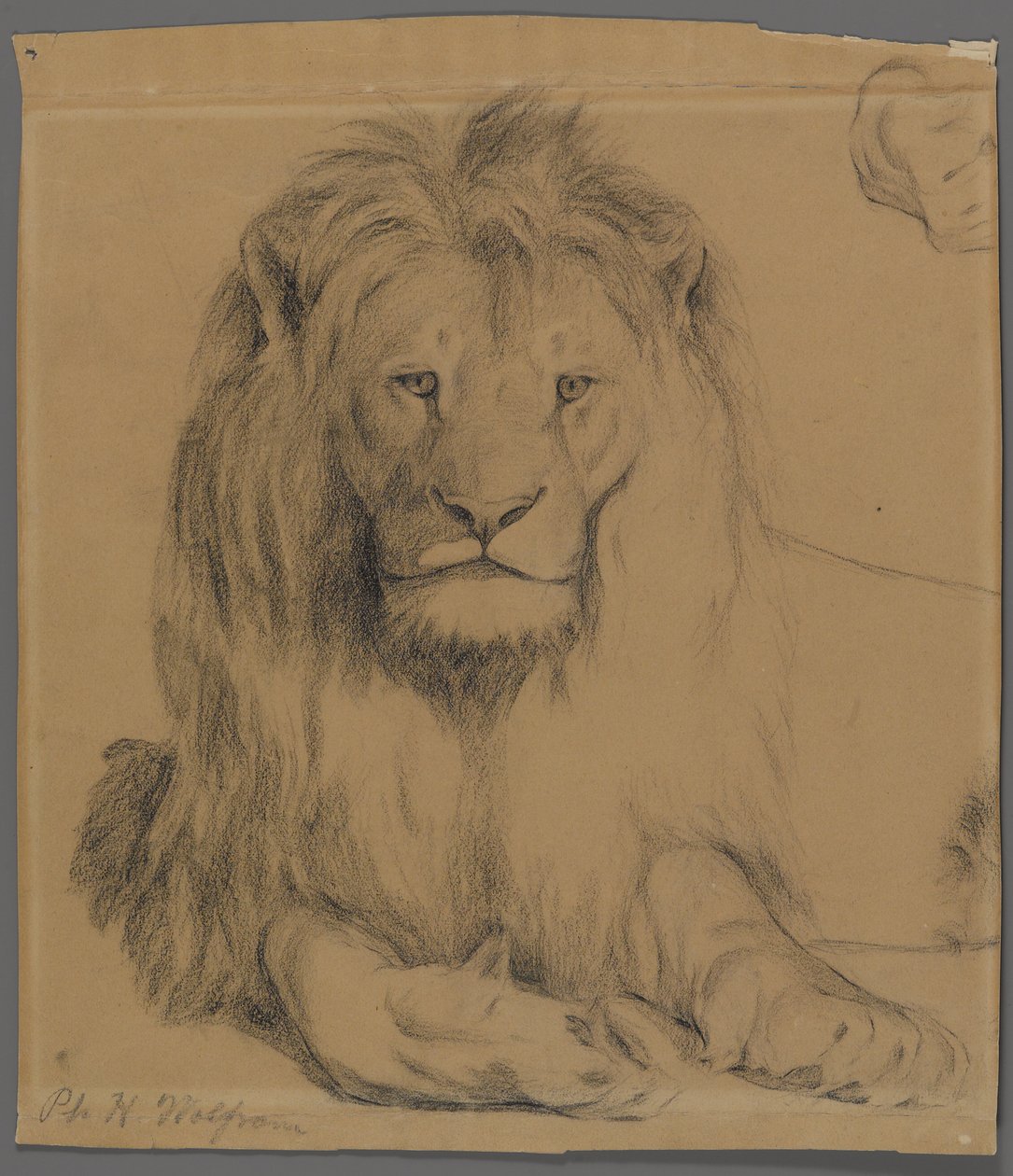 Leeuw door Philip H. Wolfrom