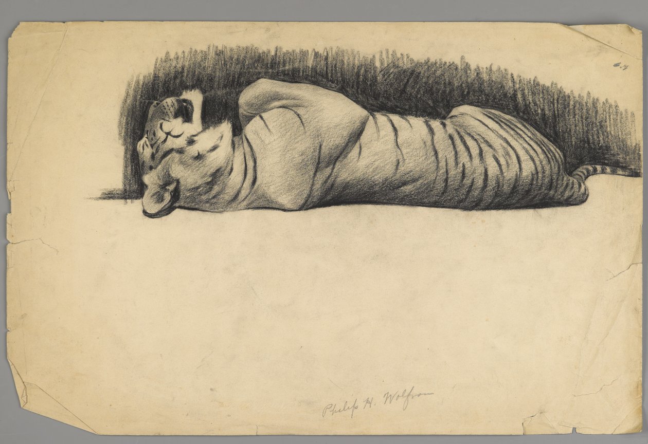 Slapende tijger door Philip H. Wolfrom