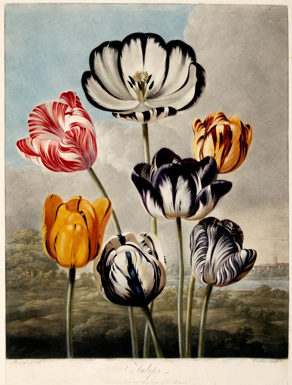 Tulpen, 1798 door Philip Reinagle