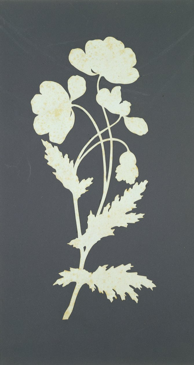Bloem door Philipp Otto Runge