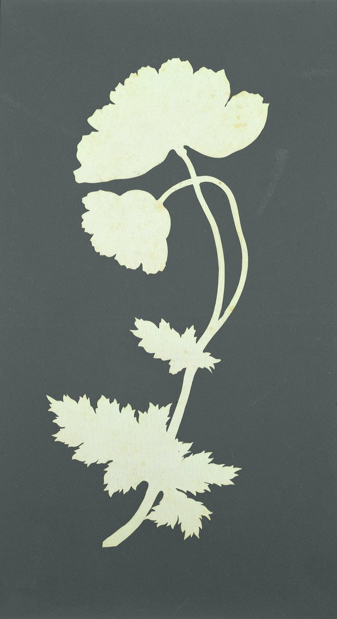 Papaver door Philipp Otto Runge