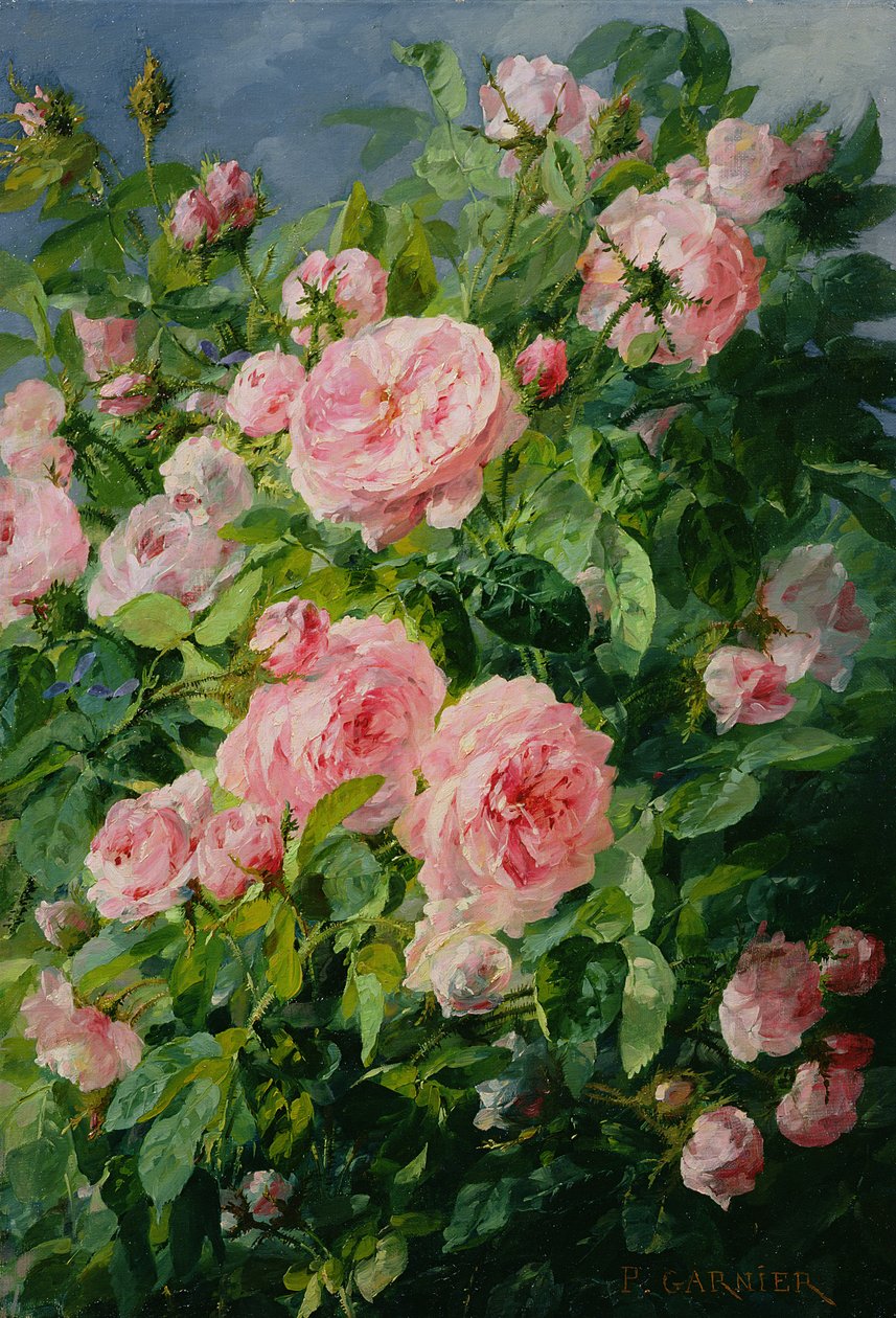 Roze Rozen door Pierre Garnier