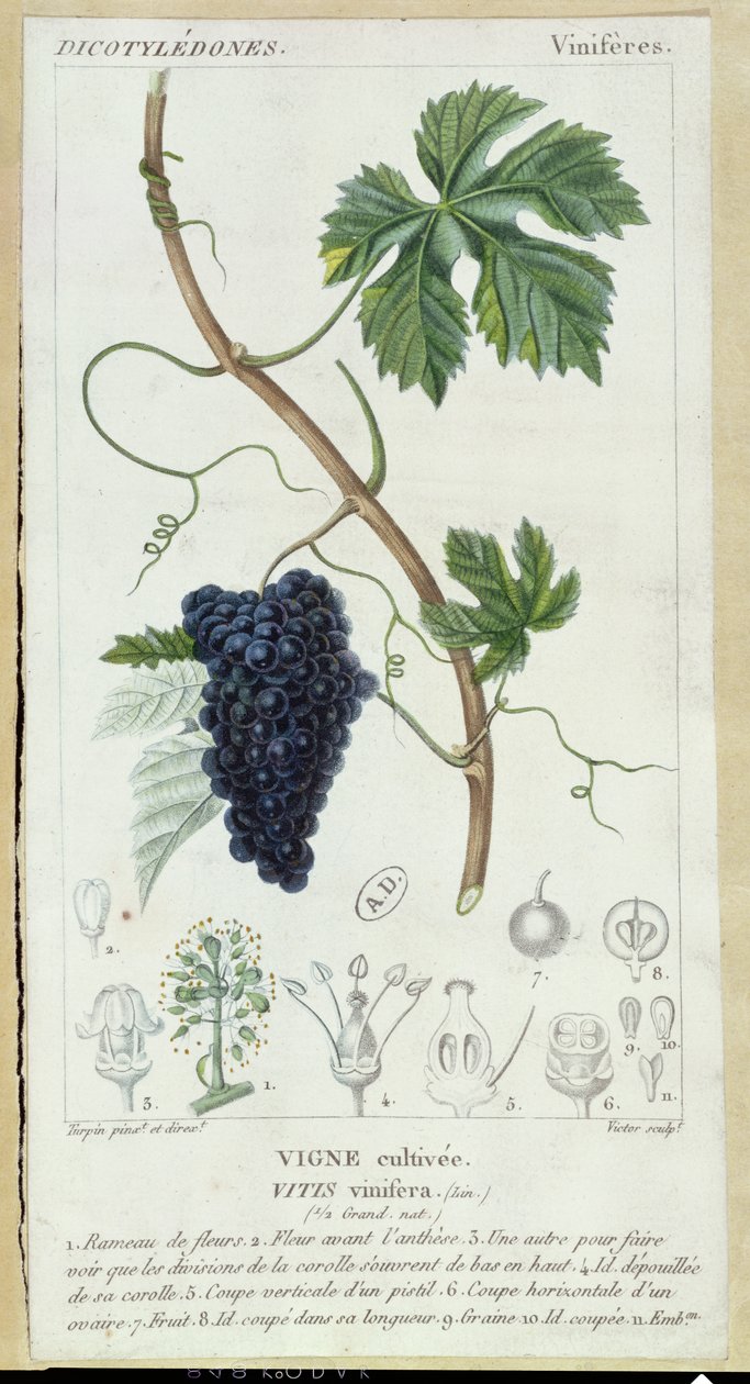 Druivenrank (Vitis Vinifera) botanische plaat, c.1820 door Pierre Jean Francois Turpin