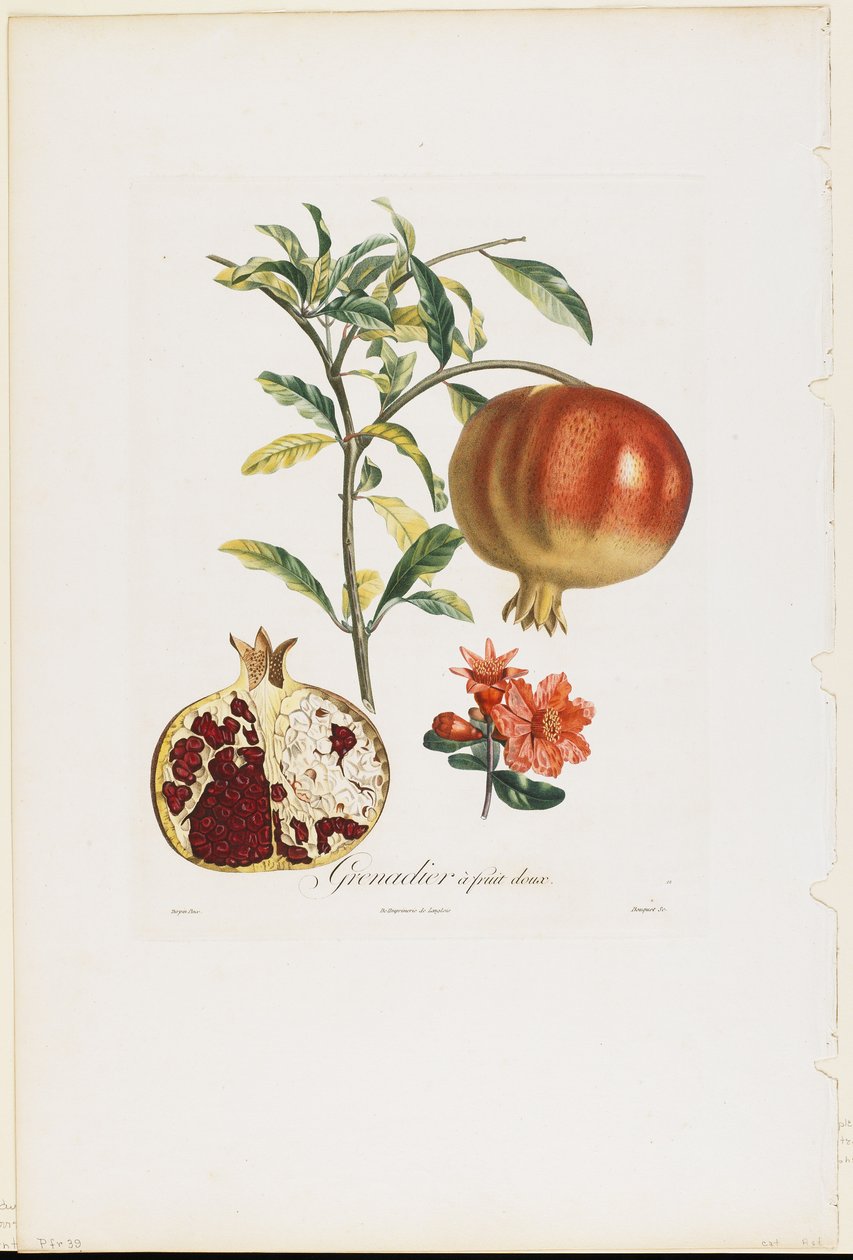 Grenadier een zoete vrucht, uit Traite des Arbres Fruitiers, 1807-35 door Pierre Jean Francois Turpin