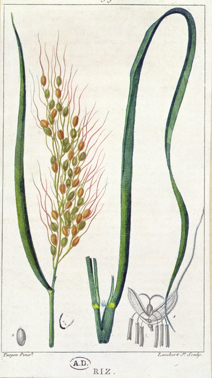 Rijst, c.1820 door Pierre Jean Francois Turpin