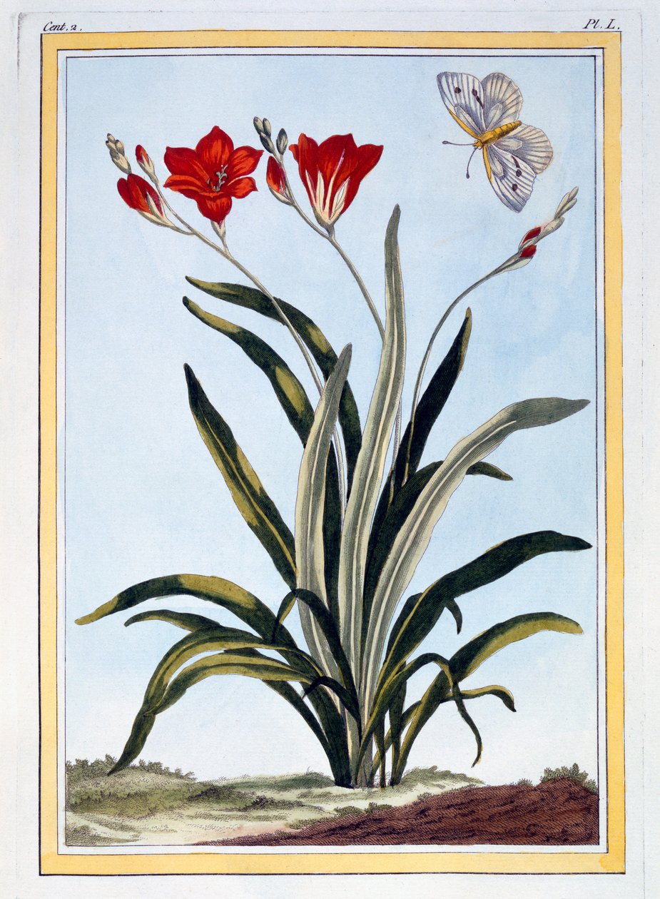 Cornlily, c.1766 door Pierre Joseph Buchoz