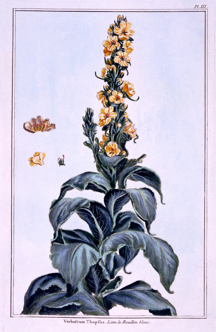 Grote koningskaars door Pierre Joseph Buchoz