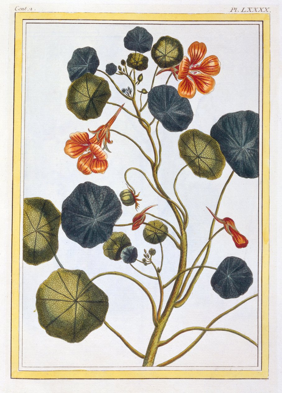 La Capucine (Oost-Indische kers) door Pierre Joseph Buchoz