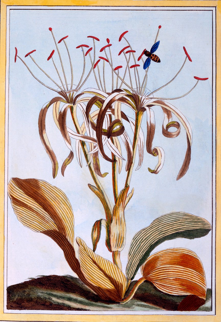 Zeenaald, ca. 1776 door Pierre Joseph Buchoz