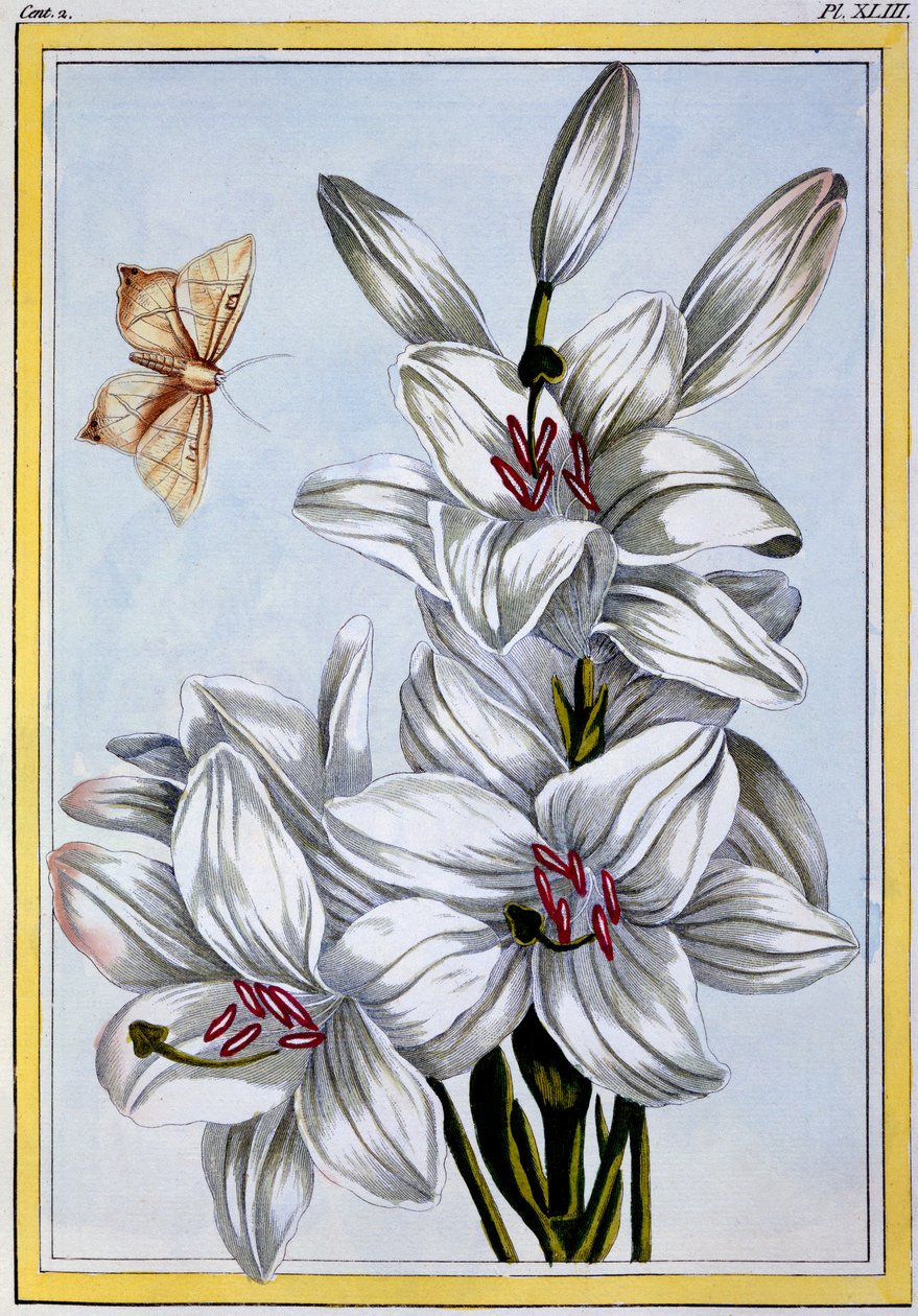 De grote witte lelie door Pierre Joseph Buchoz