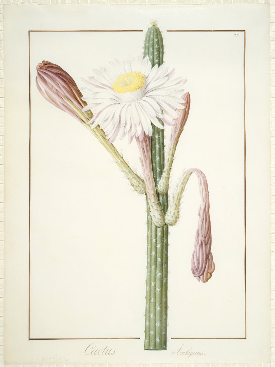 Cactus Ambiguus, 1812 door Pierre Joseph Redouté