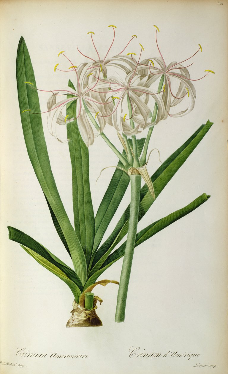 Crinum Americanum, uit `Les Liliacees