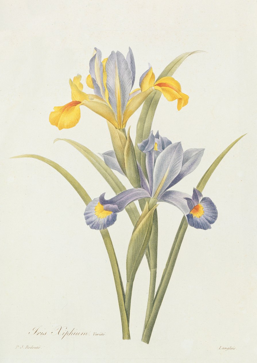 Iris door Pierre Joseph Redouté