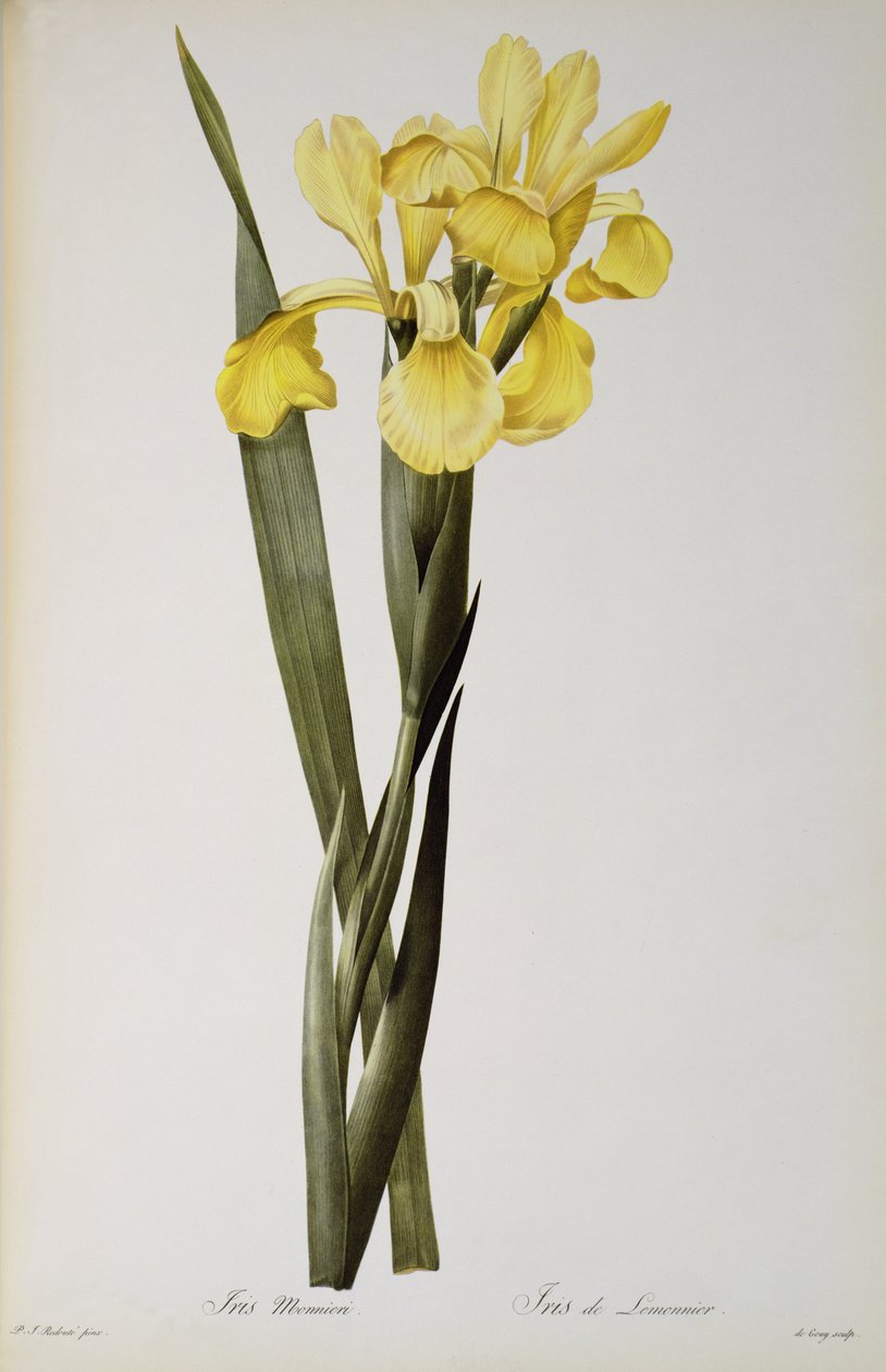 Iris Monnieri, uit `Les Liliacees