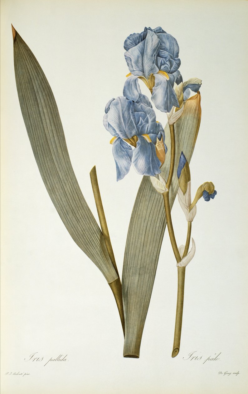 Iris Pallida, uit `Les Liliacees