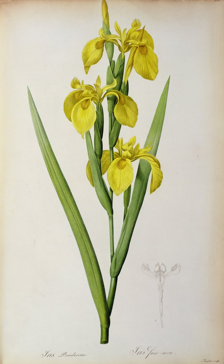 Iris Pseudacorus, uit `Les Liliacees