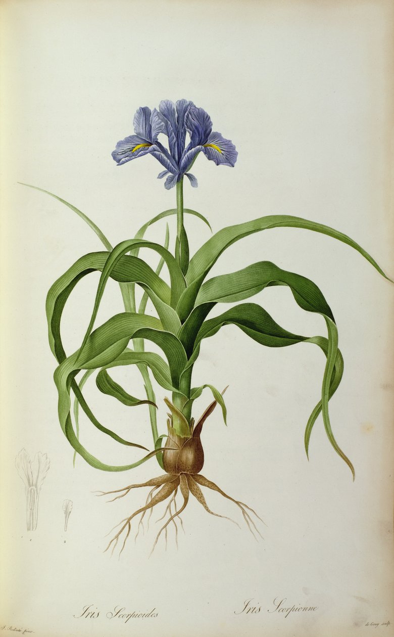 Iris Scorpioides, uit `Les Liliacees