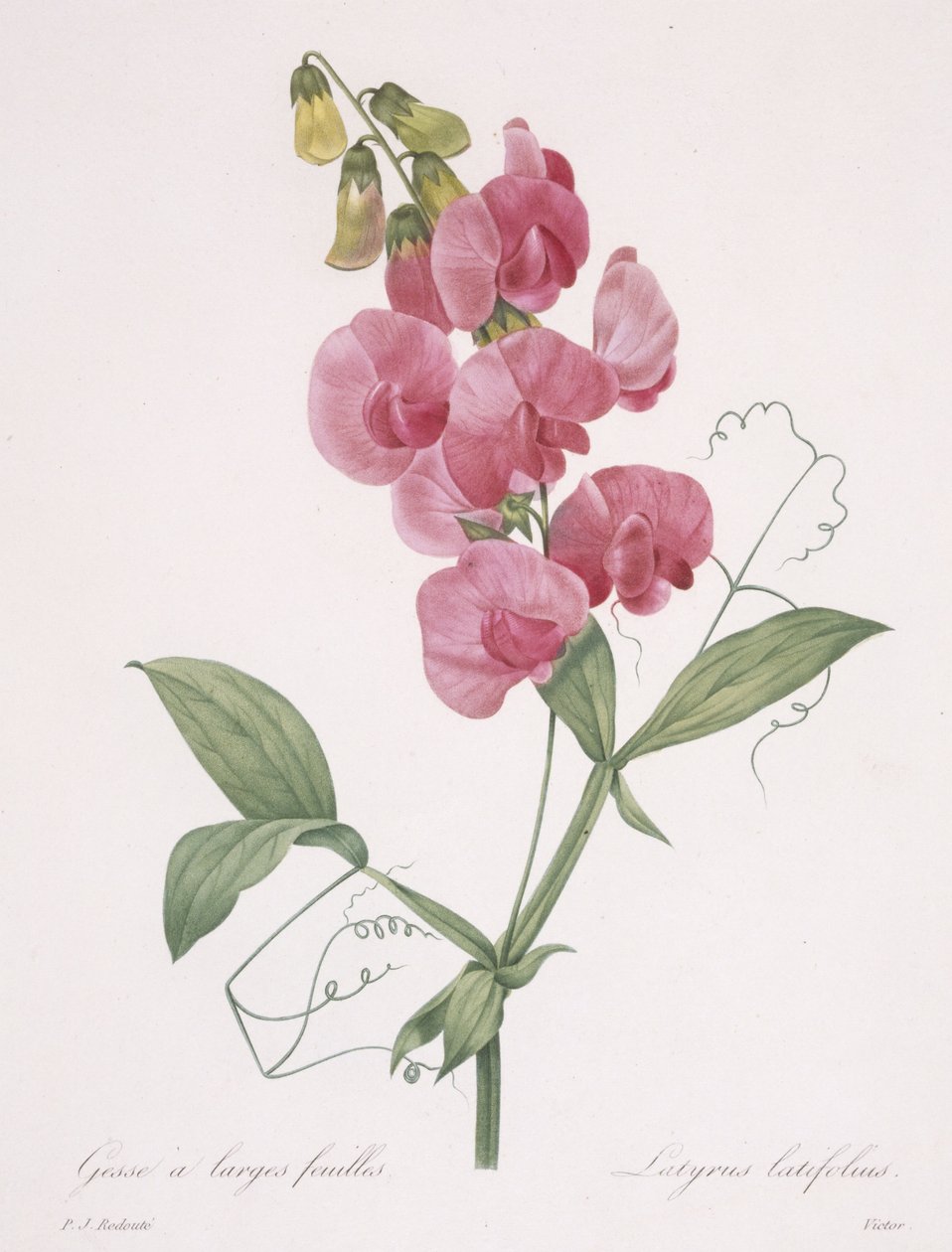 Lathyrus latifolius (Eeuwige Erwt), 1827 door Pierre Joseph Redouté