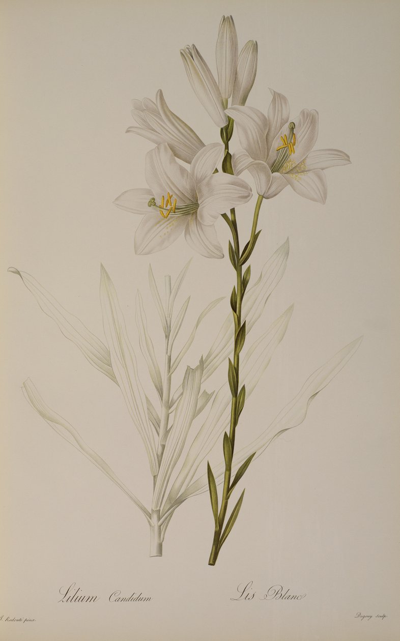 Lilium Candidum, uit 