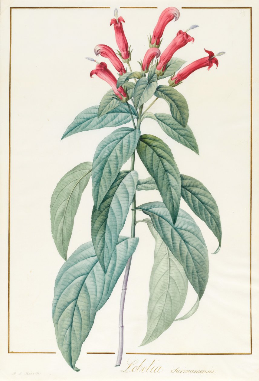 Lobelia Surinamensis door Pierre Joseph Redouté