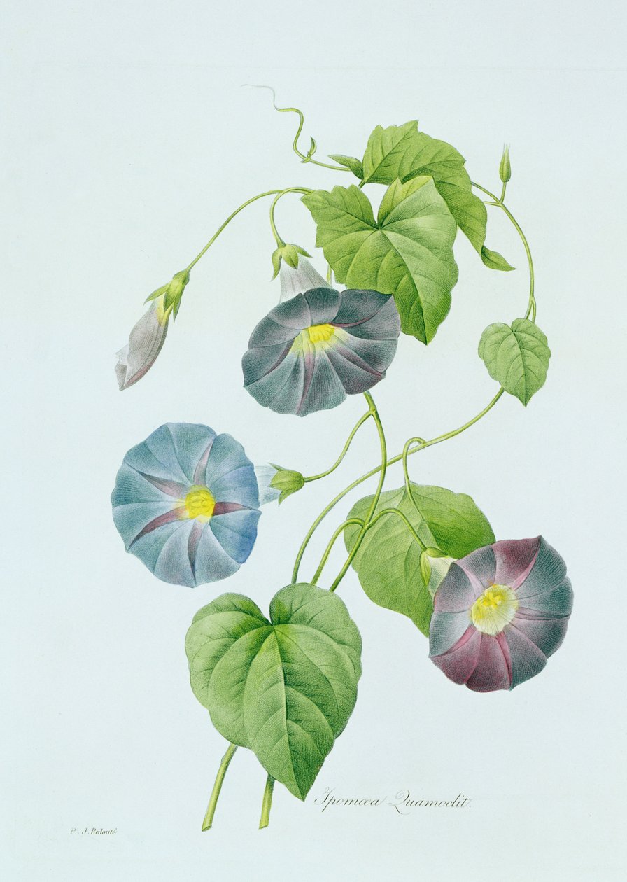 Morning Glory door Pierre Joseph Redouté