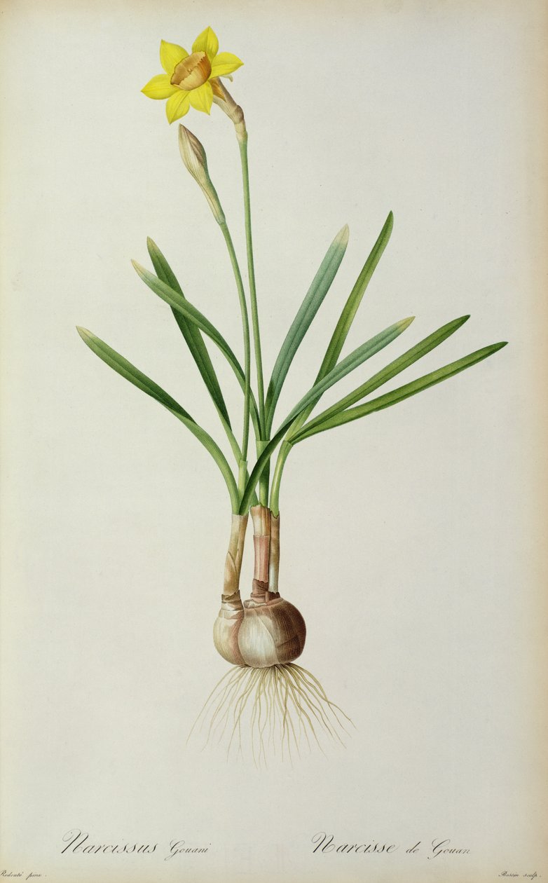 Narcissus Gouani, uit 