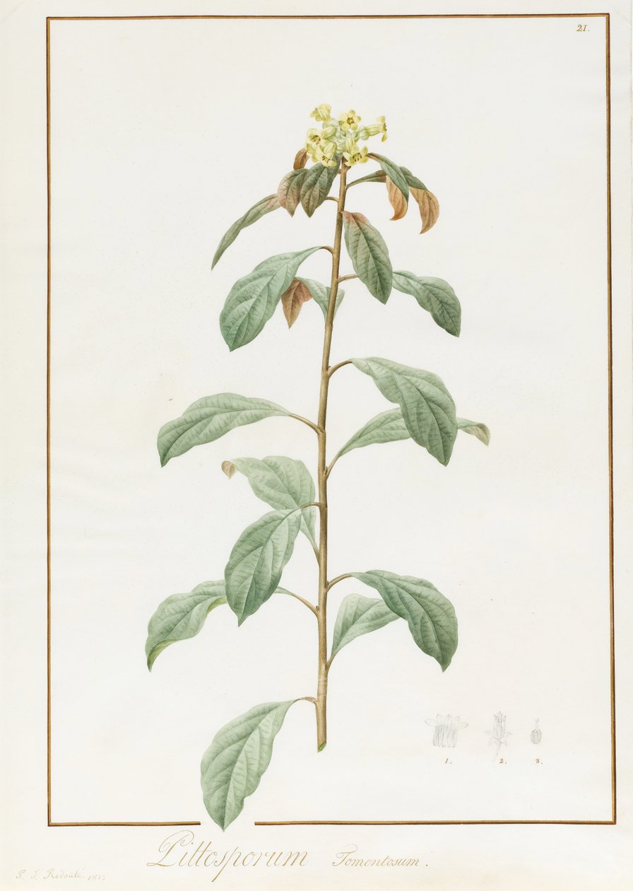 Paeonia Moutan var. B. Paeonia Suffruticosa, 1812 door Pierre Joseph Redouté