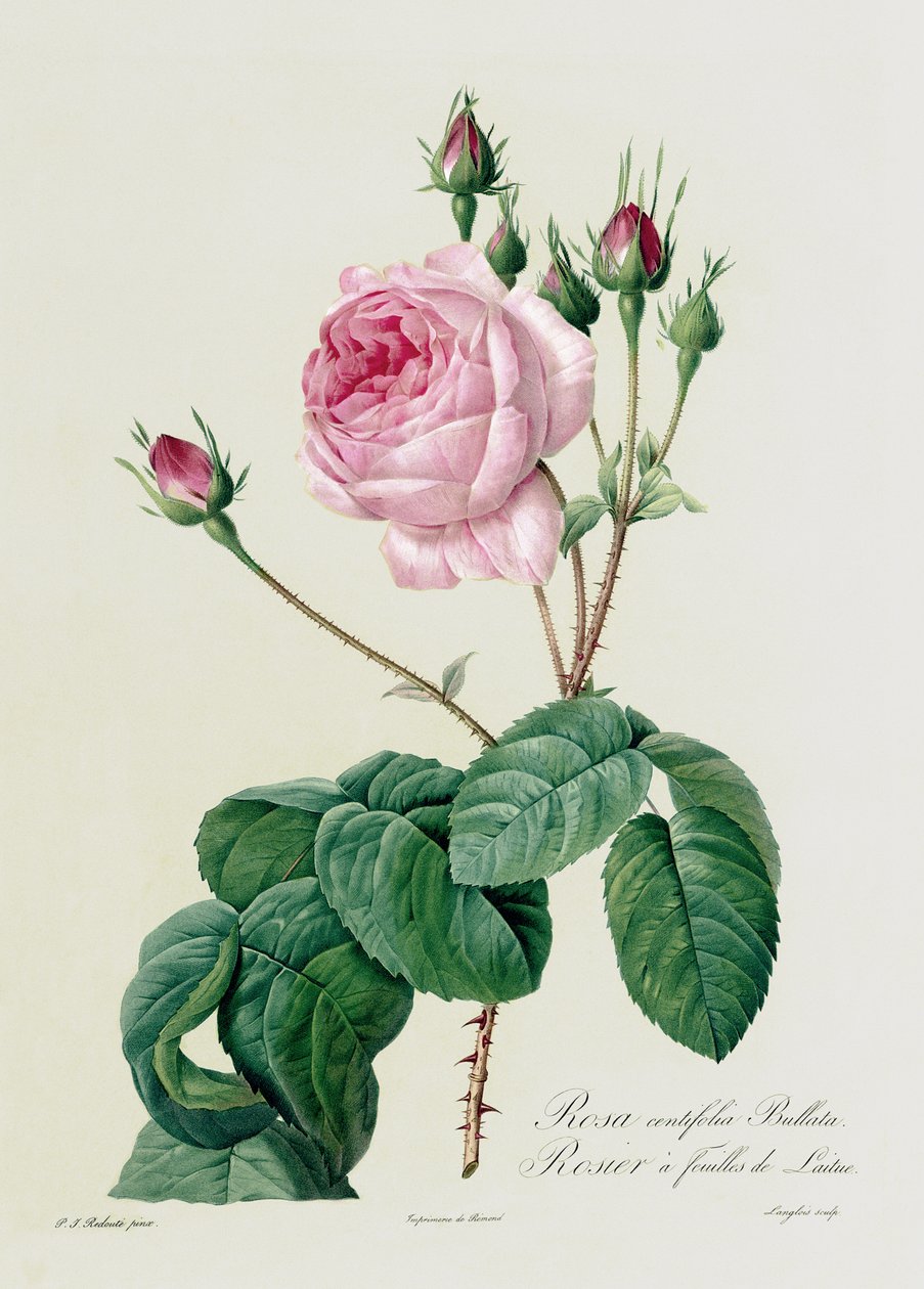 Rosa Centifolia Bullata, uit 