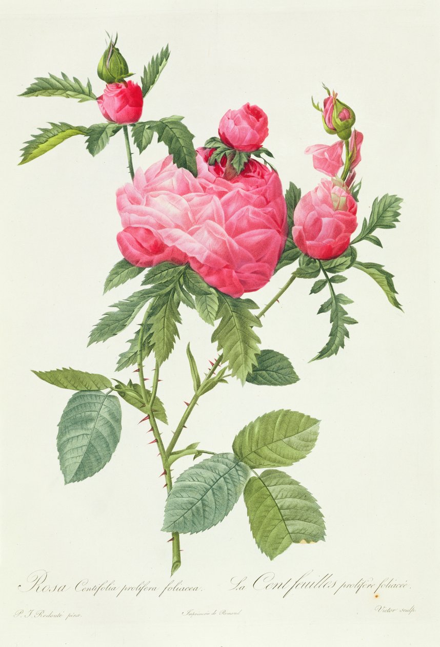 Rosa Centifolia Prolifera Foliacea door Pierre Joseph Redouté