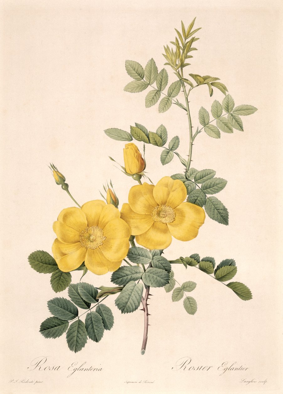 Rosa Eglanteria door Pierre Joseph Redouté