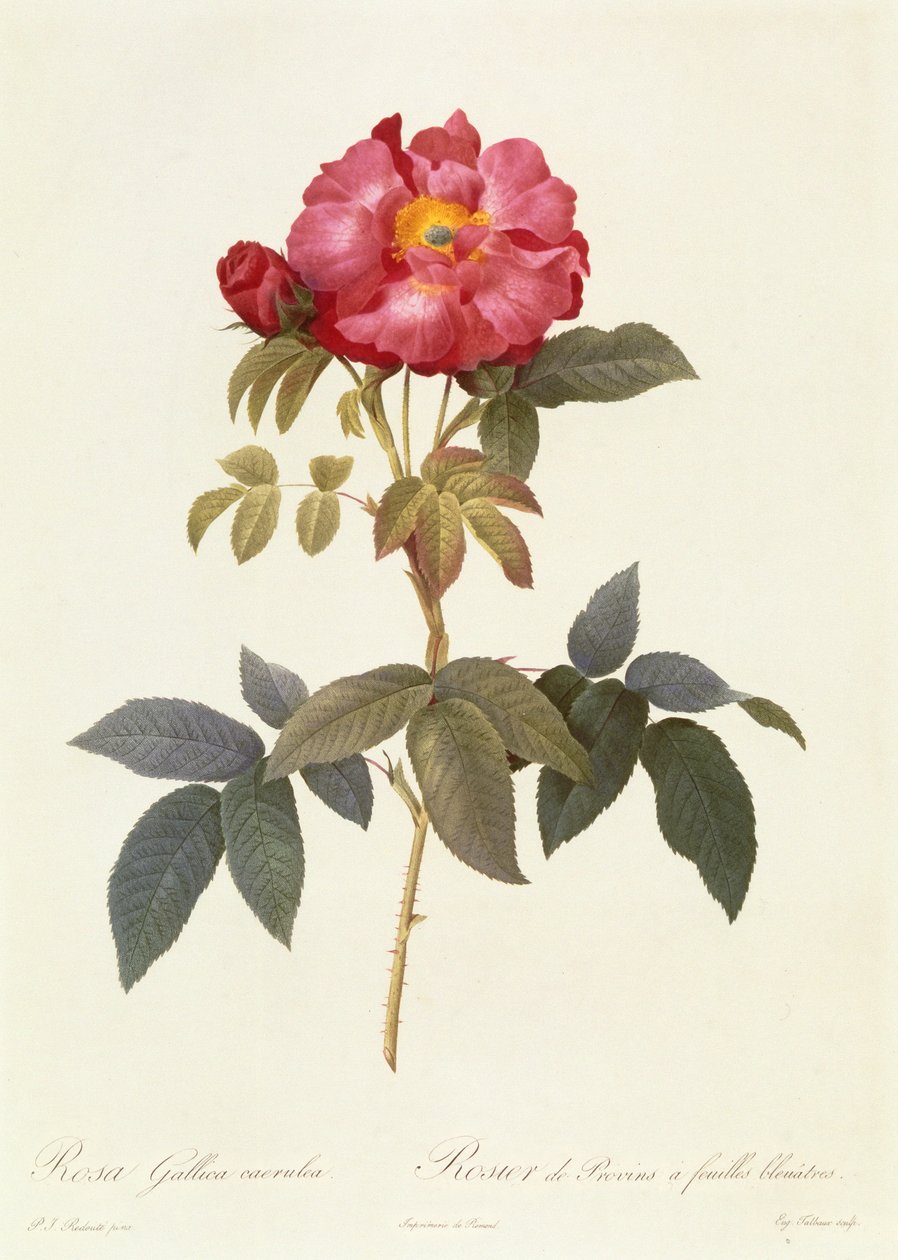 Rosa Gallica Caerulea door Pierre Joseph Redouté