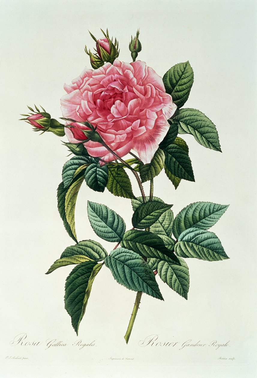 Rosa Gallica Regalis door Pierre Joseph Redouté