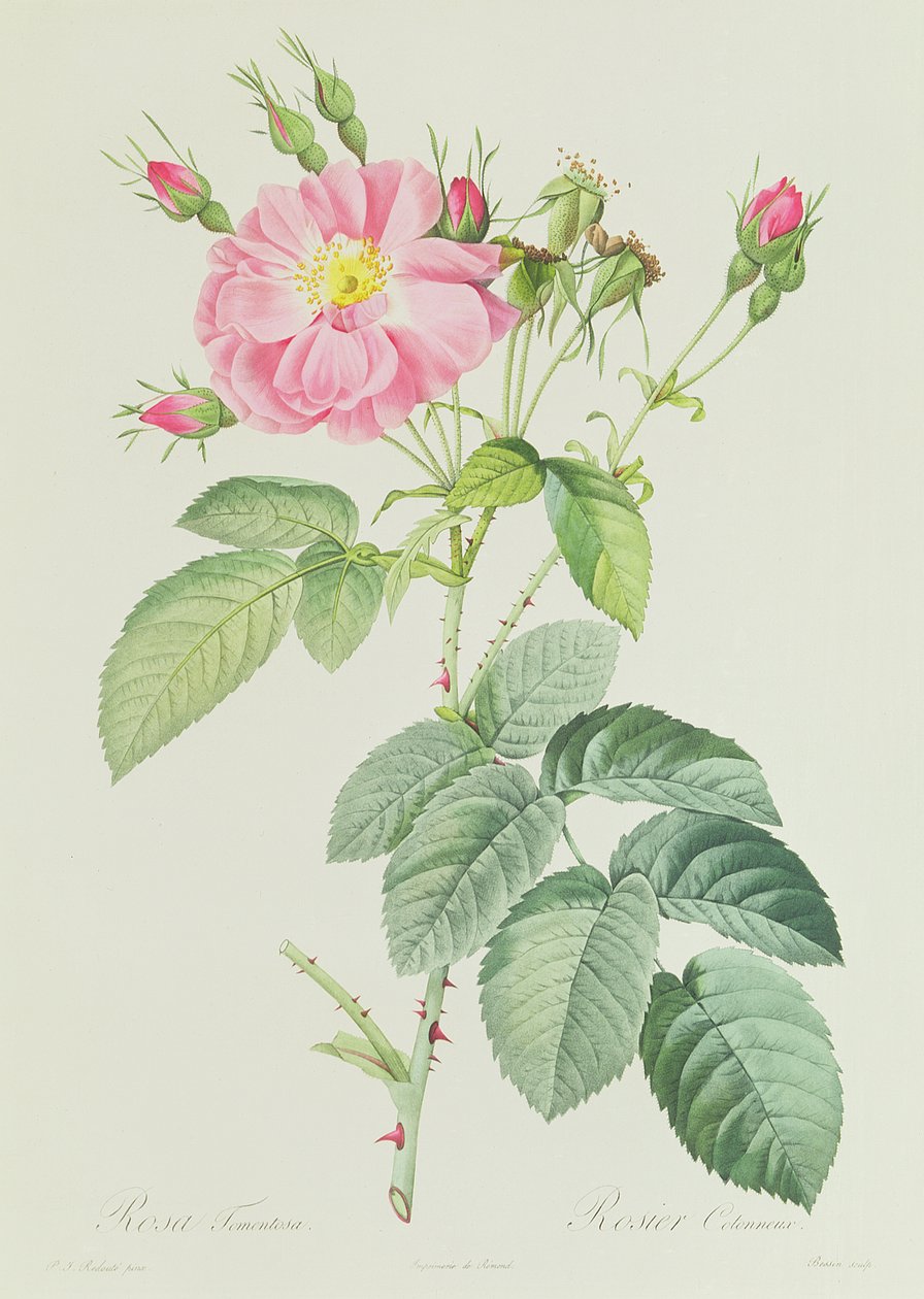 Rosa Gallica Rosea Flore Simplici door Pierre Joseph Redouté