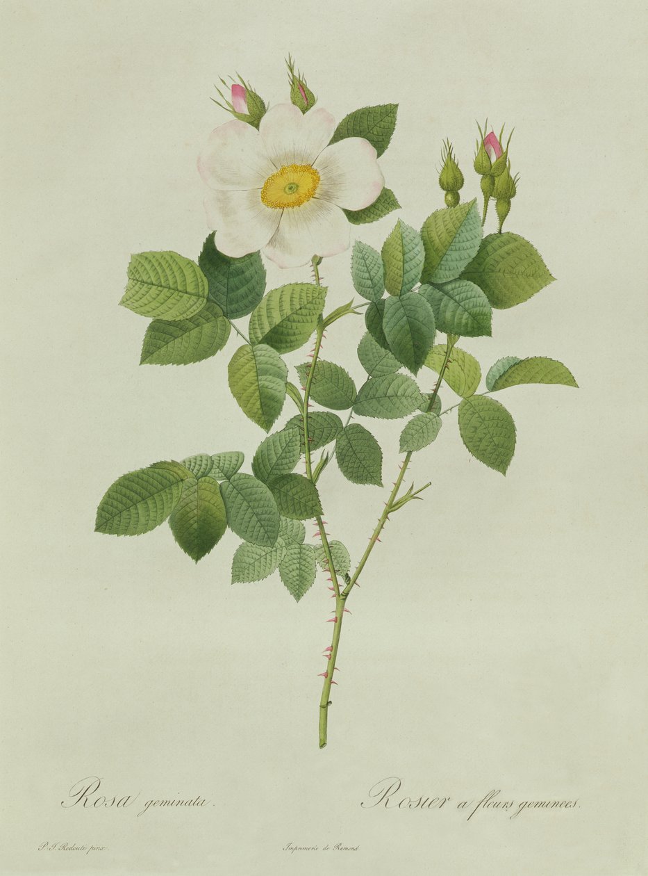 Rosa Geminata door Pierre Joseph Redouté
