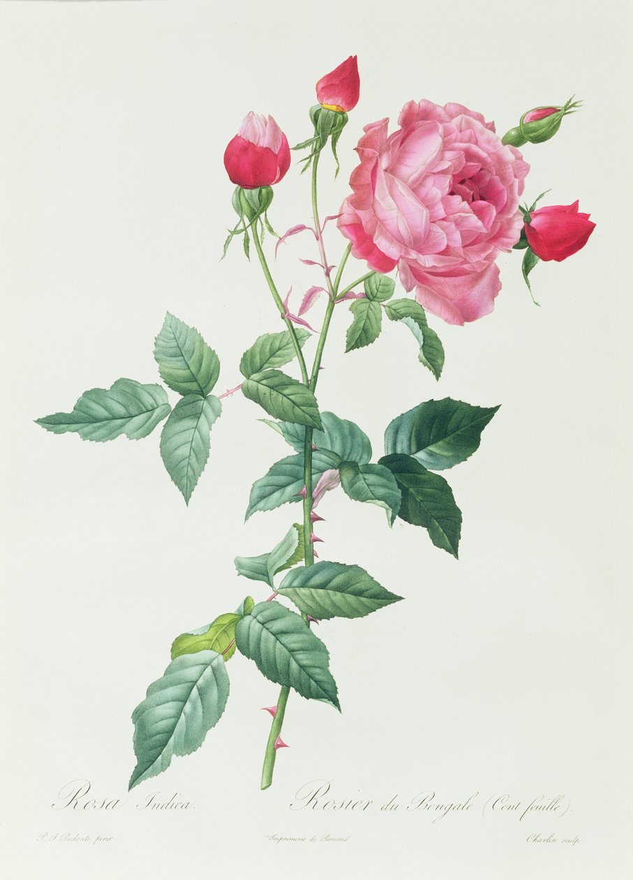 Rosa Indica door Pierre Joseph Redouté