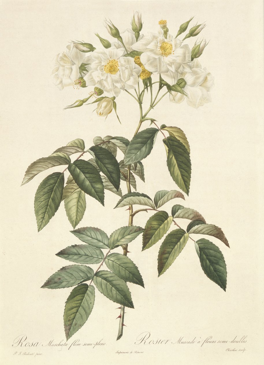Rosa Moschata Flora Semi-Pleno door Pierre Joseph Redouté