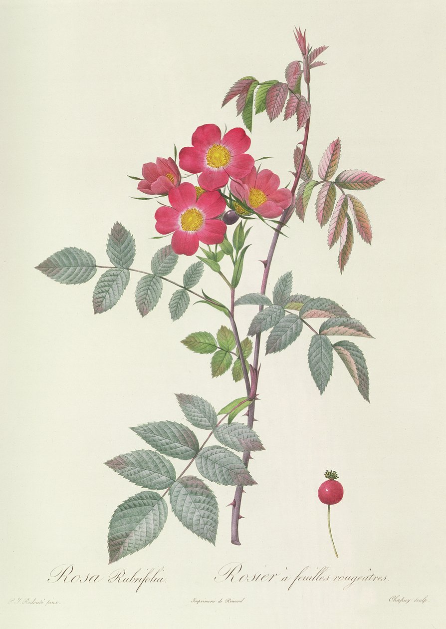 Rosa Rubrifolia door Pierre Joseph Redouté