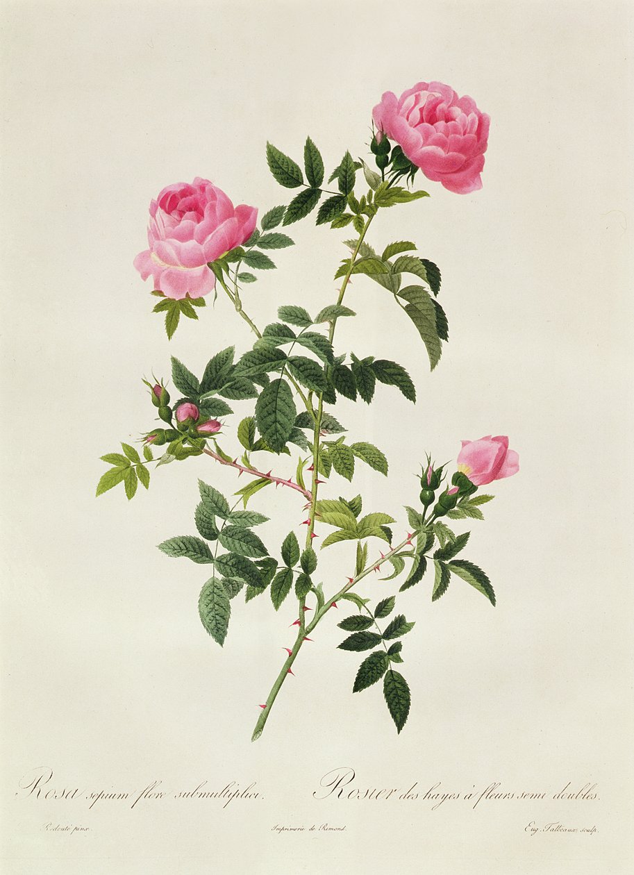 Rosa Sepium Flore Submultiplici door Pierre Joseph Redouté
