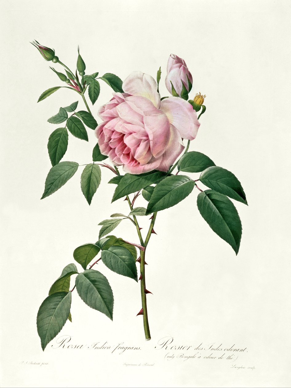 Rosa chinensis en Rosa gigantea, uit 