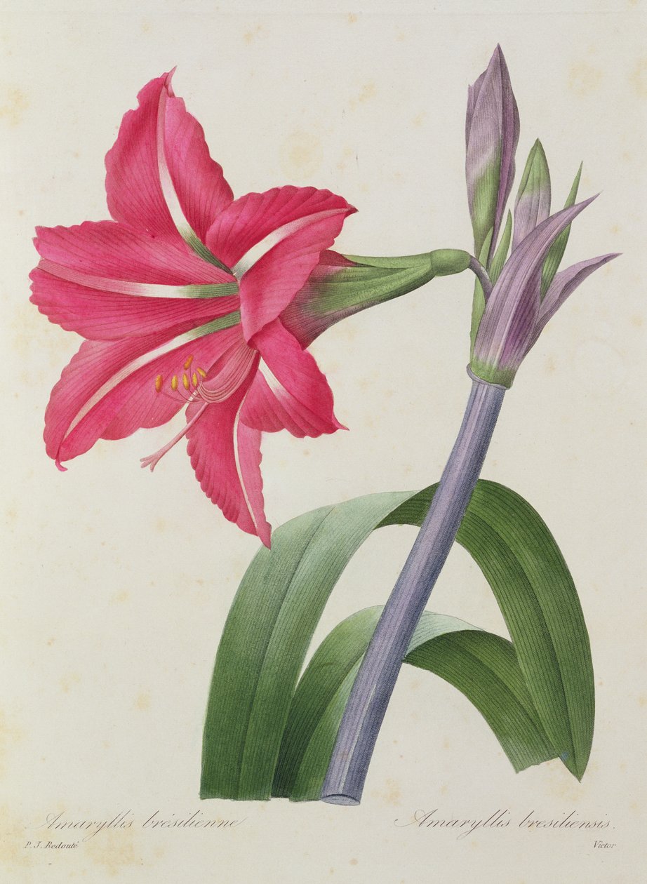 Amaryllis bresiliensis (Braziliaanse amaryllis), gegraveerd door Victor, uit 