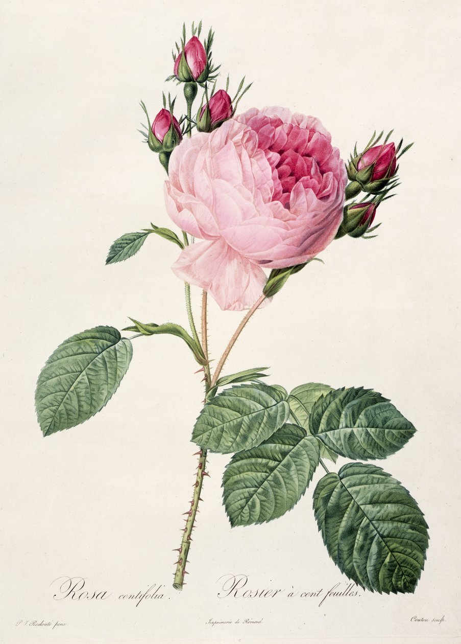 Rosa Centifolia, uit 