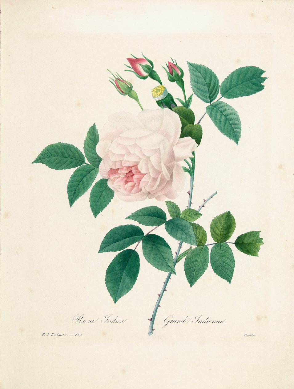Rosa Indica, gegraveerd door Bessin, uit 