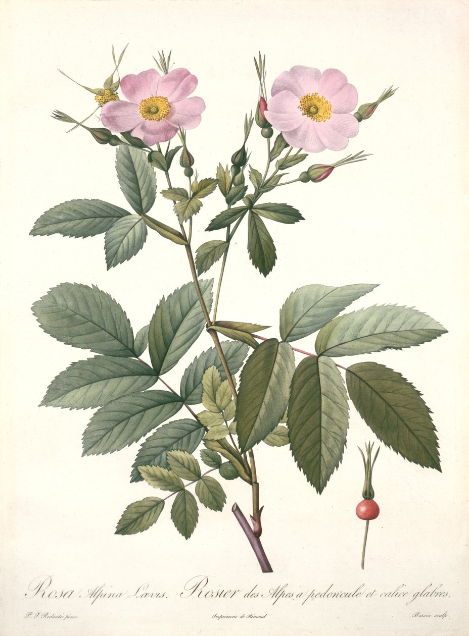 Rosa alpina laevis, gegraveerd door Bessin, uit 