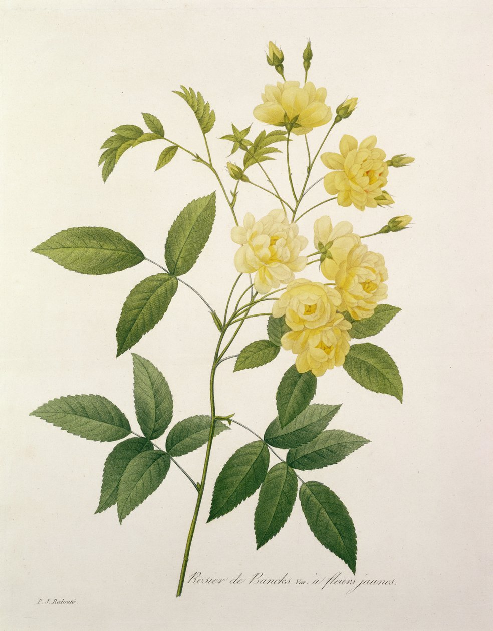 Rosa banksiae (Banks
