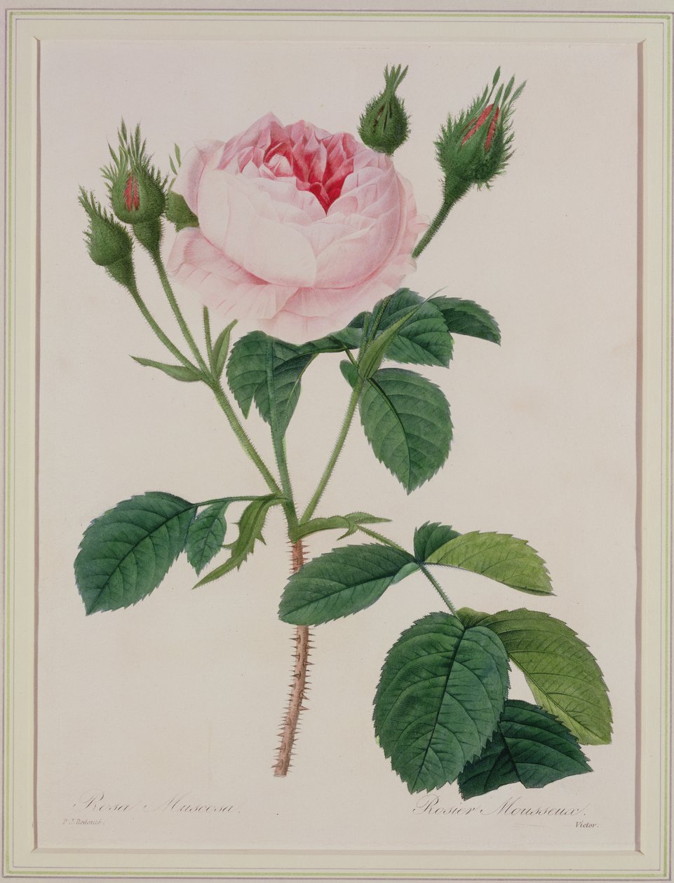 Rosa muscosa (mosroos), gegraveerd door Victor, uit 